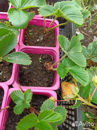 Усики клубники