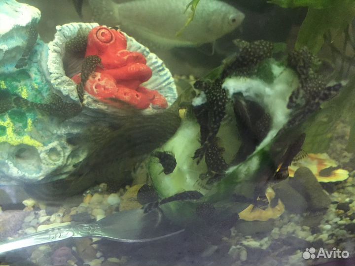 Анциструсы