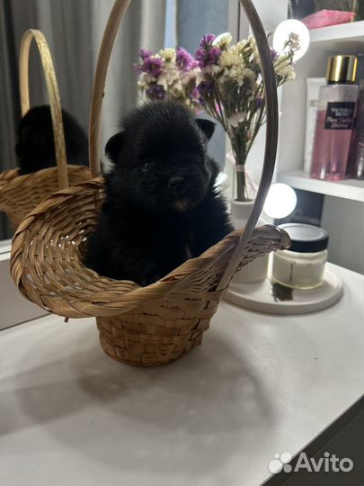 Щенки шпица мини