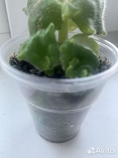 Фиалка «Офелия«