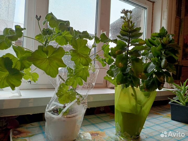 Продаю цветы