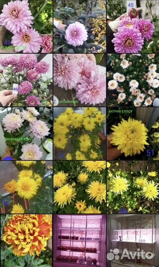 Ирисы, лилейники, флоксы и другая красота