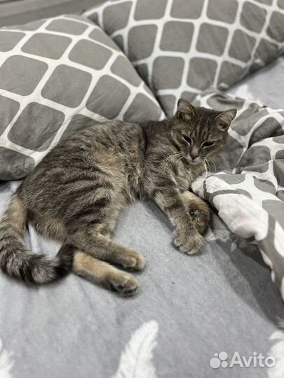 Отдам кота в добрые руки