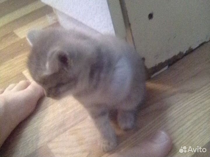 Шотландская