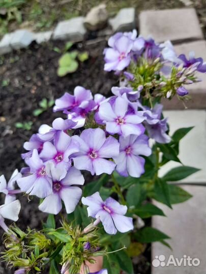 Флоксы сортовые