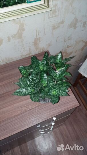 Сансевиерия ханни