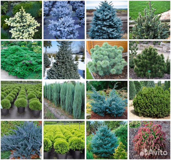 Хвойные растения в Тюмени