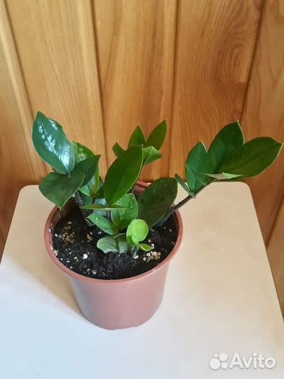 Замиокулькас