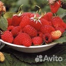 Малина Пшехиба, Блэк Джевел, Карамелька, Вольница