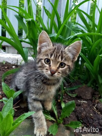 Котята в добрые руки 2 месяца