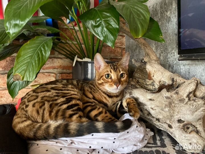 Бенгальская кошка