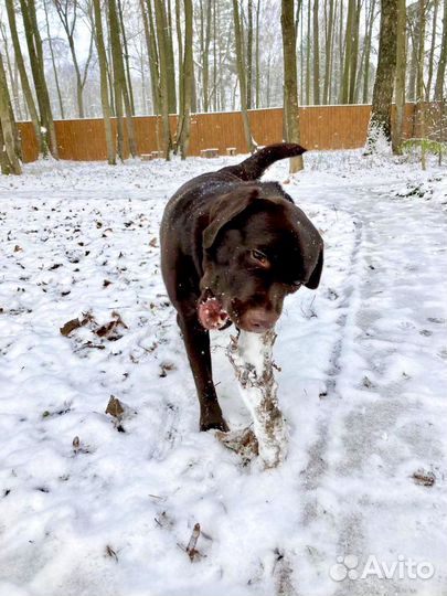 Зоогостиница для собак