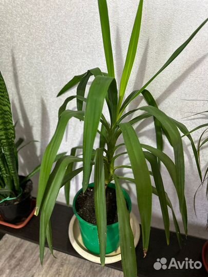 Диффенбахия