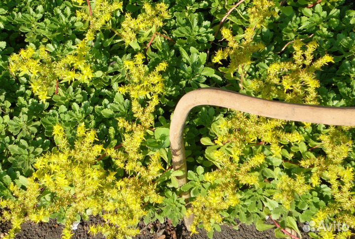 Многолетние цветы для сада