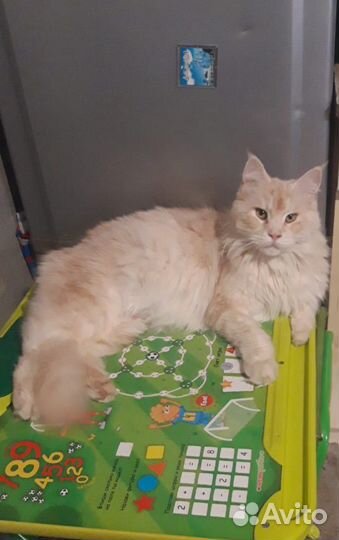 Вязка кошки мейн-кун