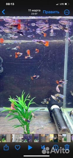 Аквариумные рыбки гуппи