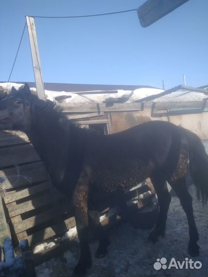 Продам лошадей