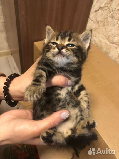 Кошка в дар бесплатно