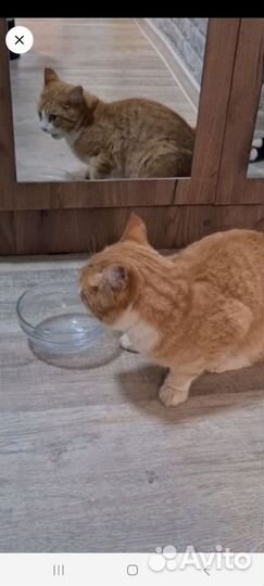 Кот в добрые руки