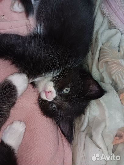 Котята мейн-кун