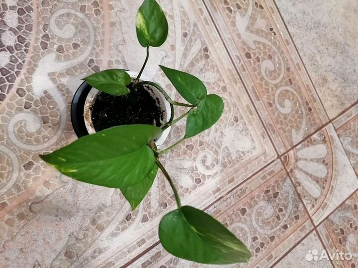 Комнатные цветы