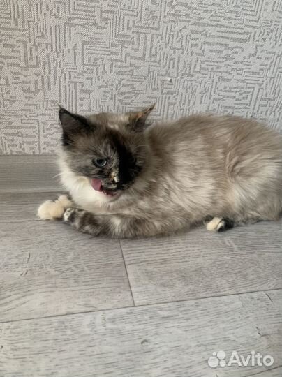 Отдам в добрые руки кошку