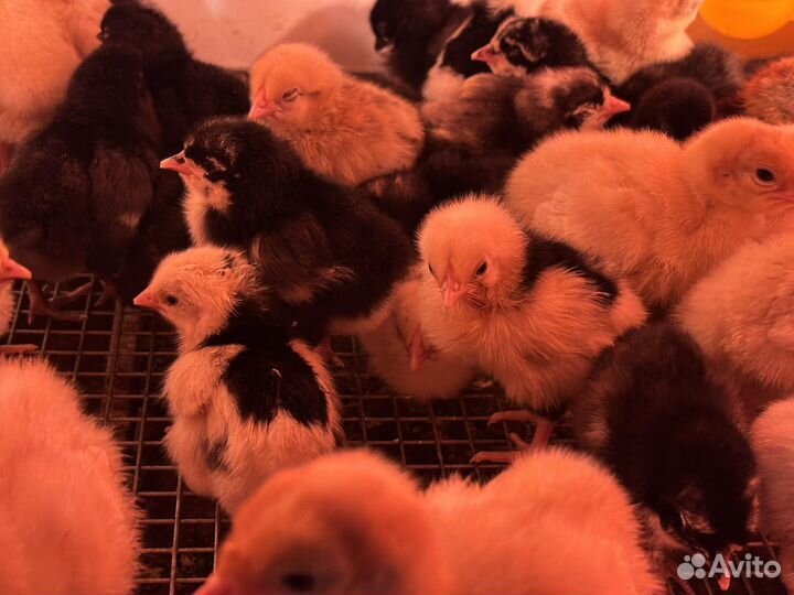 Цыплята