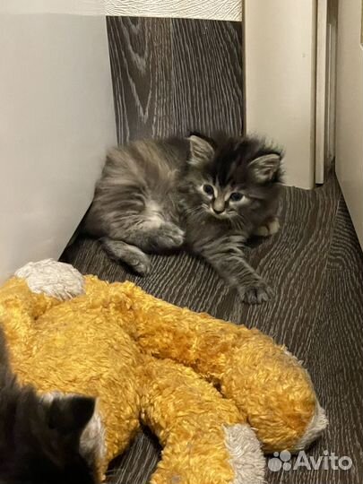 3 котенка пристрой