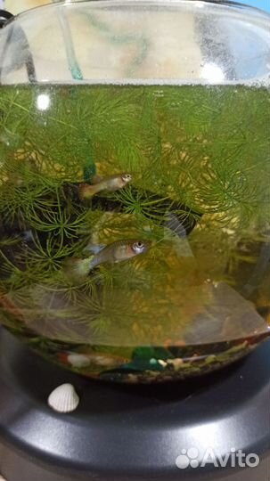 Аквариум с рыбками