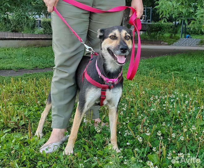 Собака в добрые руки