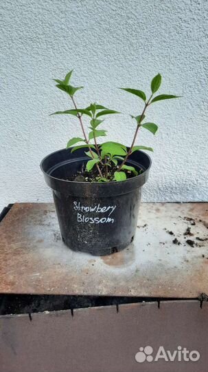 Гортензия метельчатая