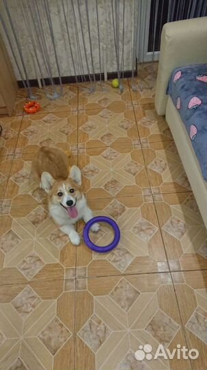 Домашняя передержка/зоогостиница/зооняня