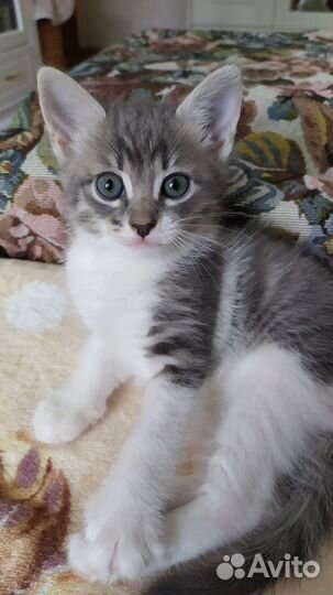 Домашние котята