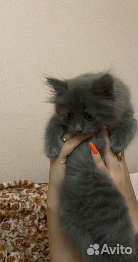 Котенок девочка в добрые руки