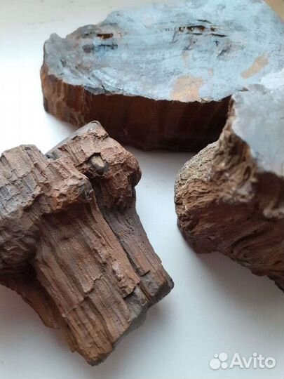 Окаменелое дерево