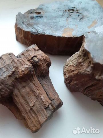 Окаменелое дерево