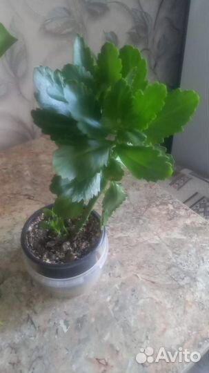 Комнатные растения