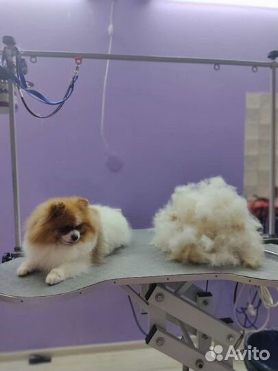 Стрижка кошек, собачек мелких и средних пород