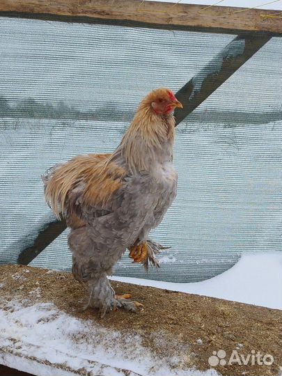 Петухи амераукана лаванда и черные