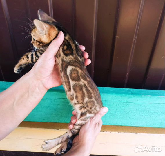 Бенгальская девочка, котята