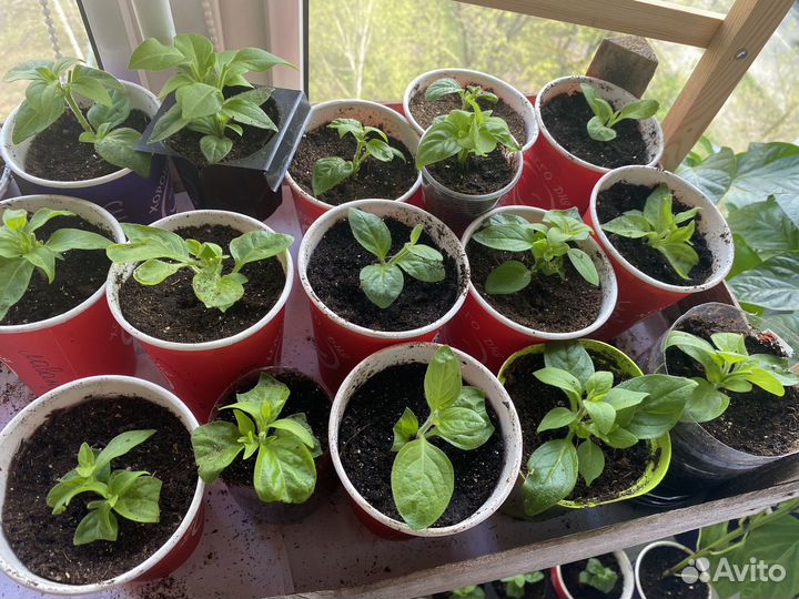 Черенки петунии