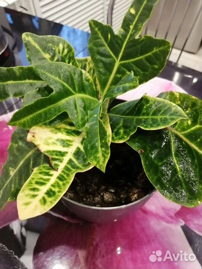 Кодиеум кротон