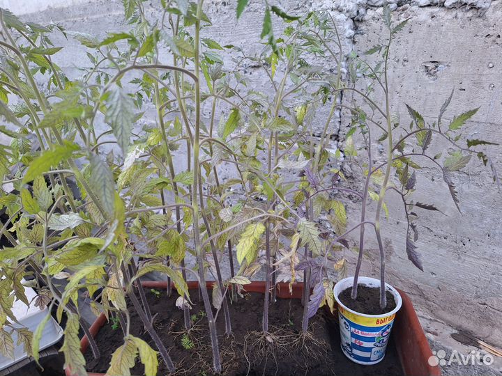 Рассада помидор бычье сердце