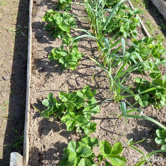 Рассада клубники сорт Богота