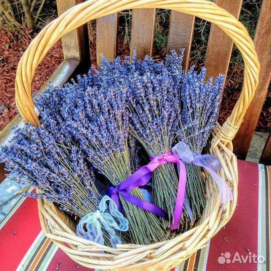 Лаванда оптом Крым