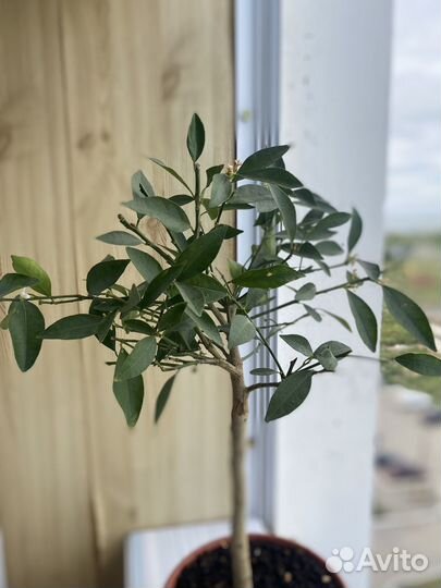 Лимонное дерево с плодами