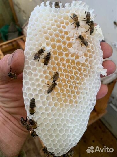 Рамка медовая