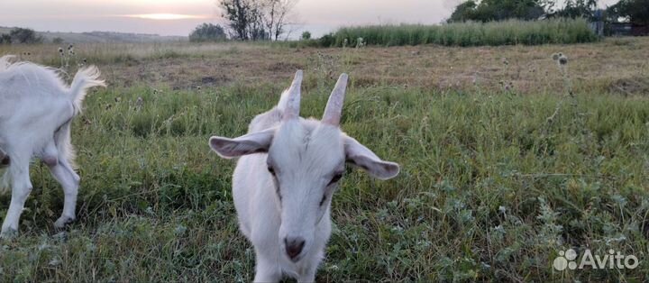 Зааненские козы маленькие и большие,дойные и котны