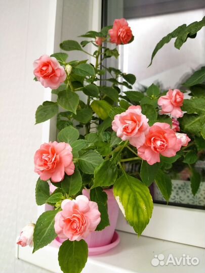 Комнатные цветы растения бальзамин Ванька мокрый