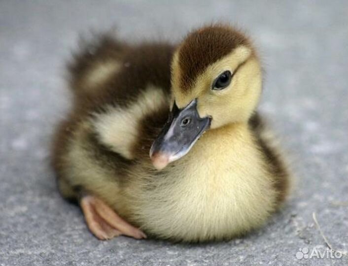 Утята Индийский бегунок